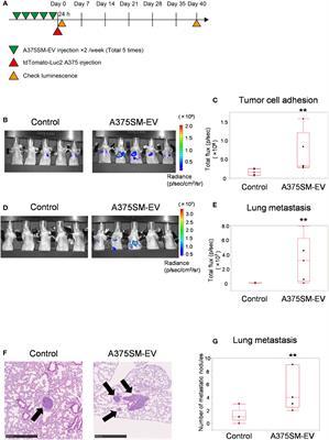 miR-1246 in tumor extracellular vesicles promotes metastasis via increased tumor cell adhesion and endothelial cell barrier destruction